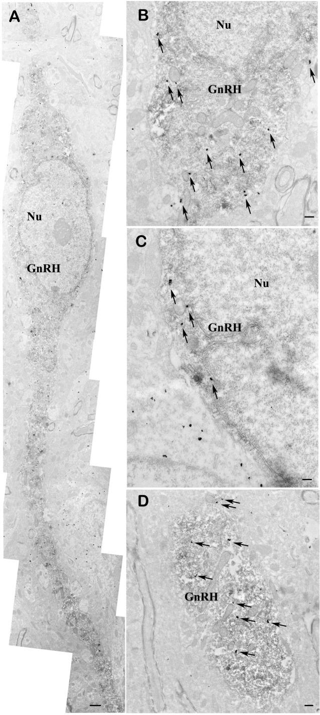 https://cdn.ncbi.nlm.nih.gov/pmc/blobs/e0b0/5018486/33b98bf85f38/fncel-10-00214-g0006.jpg