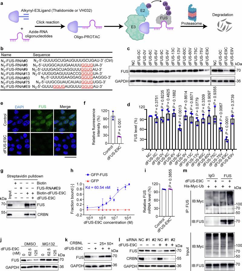 https://cdn.ncbi.nlm.nih.gov/pmc/blobs/e0b1/12092677/e328830696e4/41467_2025_60039_Fig1_HTML.jpg