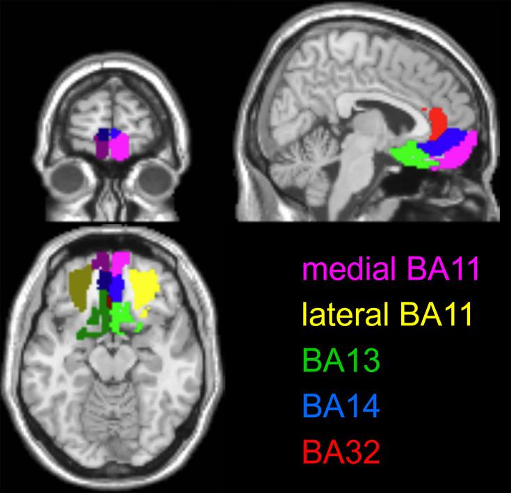 https://cdn.ncbi.nlm.nih.gov/pmc/blobs/e0b2/11627503/2a15dc904575/elife-80979-fig11.jpg