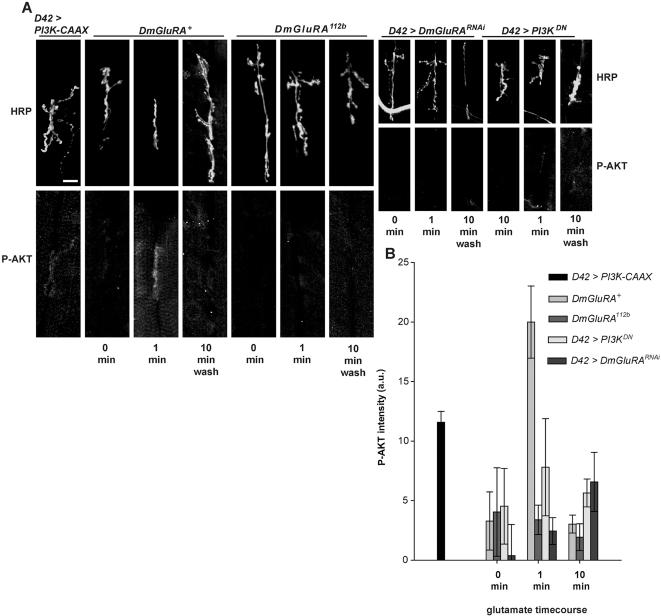 https://cdn.ncbi.nlm.nih.gov/pmc/blobs/e0ba/2581892/a2d52e8eb357/pgen.1000277.g002.jpg