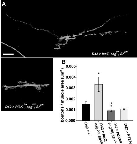 https://cdn.ncbi.nlm.nih.gov/pmc/blobs/e0ba/2581892/bddff3b29b2e/pgen.1000277.g006.jpg