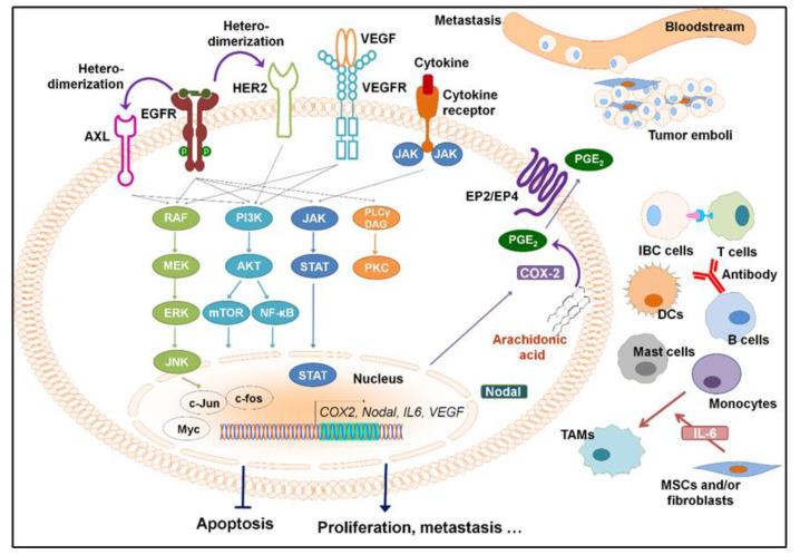 https://cdn.ncbi.nlm.nih.gov/pmc/blobs/e0c0/7563157/8dba521020cd/cancers-12-02479-g001.jpg