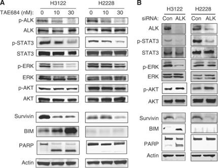 https://cdn.ncbi.nlm.nih.gov/pmc/blobs/e0c9/3322944/e7f2ca0564c9/bjc2011586f2.jpg