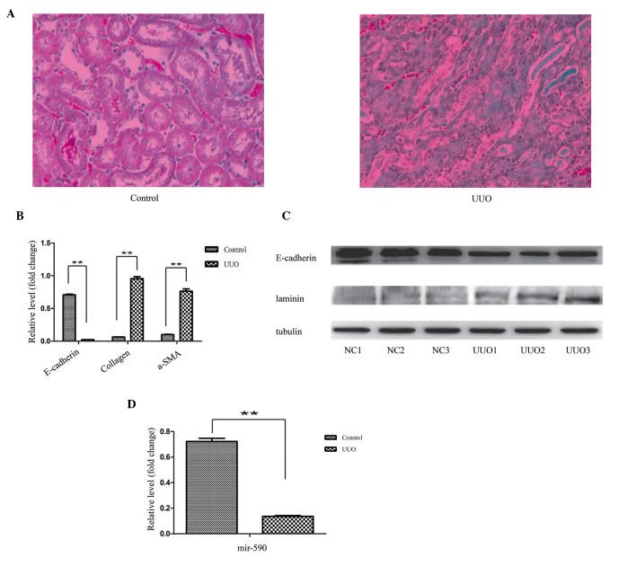 https://cdn.ncbi.nlm.nih.gov/pmc/blobs/e0c9/4626157/0861abf89d0a/MMR-12-05-7403-g01.jpg