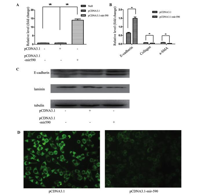 https://cdn.ncbi.nlm.nih.gov/pmc/blobs/e0c9/4626157/4abacf158f3d/MMR-12-05-7403-g03.jpg
