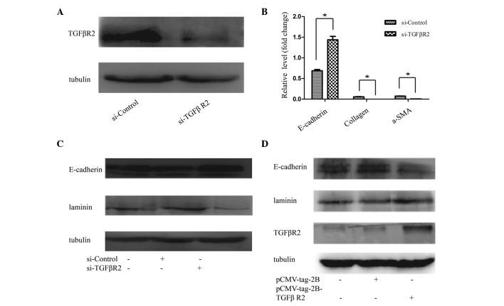 https://cdn.ncbi.nlm.nih.gov/pmc/blobs/e0c9/4626157/63e067358600/MMR-12-05-7403-g04.jpg