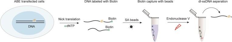 https://cdn.ncbi.nlm.nih.gov/pmc/blobs/e0cb/11983105/622158becadc/gkaf281figgra1.jpg