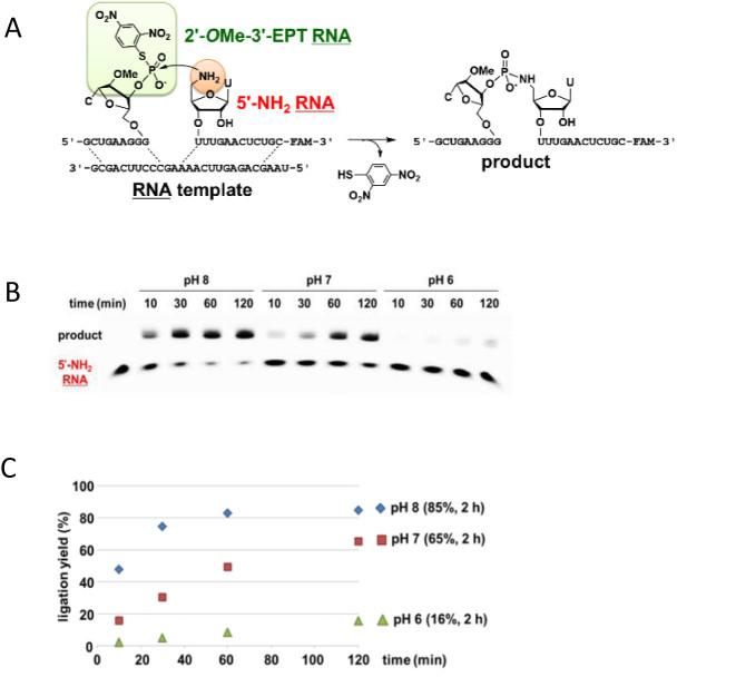https://cdn.ncbi.nlm.nih.gov/pmc/blobs/e0cc/5499596/47c05b0b13bc/gkx459fig4.jpg