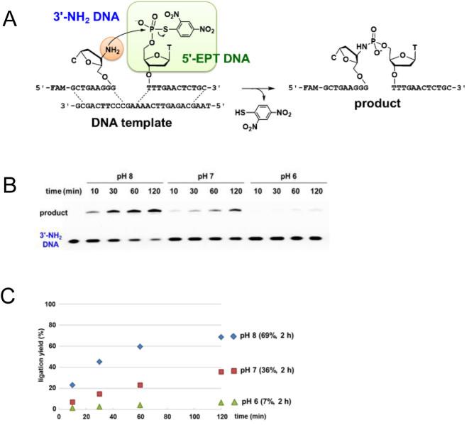https://cdn.ncbi.nlm.nih.gov/pmc/blobs/e0cc/5499596/cb3e4785b2bf/gkx459fig3.jpg
