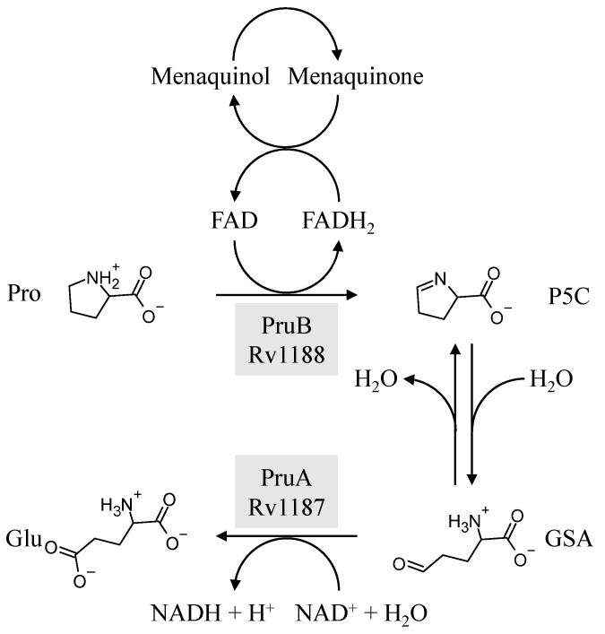 https://cdn.ncbi.nlm.nih.gov/pmc/blobs/e0d2/10537722/b0edf60cd19f/pathogens-12-01171-g001.jpg