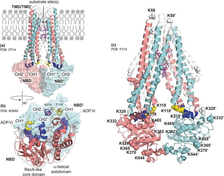 https://cdn.ncbi.nlm.nih.gov/pmc/blobs/e0d8/10770068/cbc2f327c100/42003_2023_5617_Fig1_HTML.jpg
