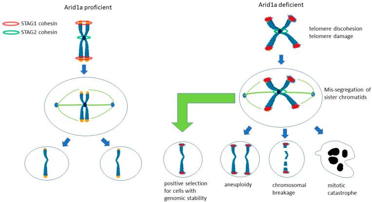 https://cdn.ncbi.nlm.nih.gov/pmc/blobs/e0db/10815128/adc8c0b2df4d/genes-15-00005-g006.jpg