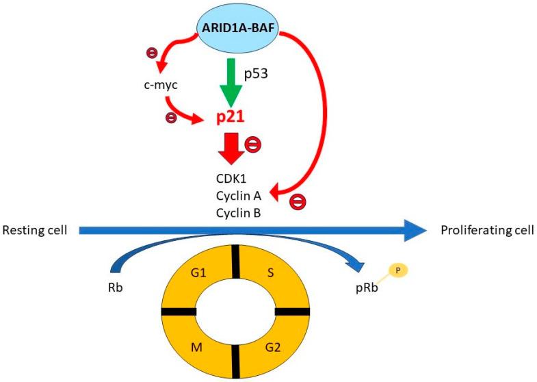 https://cdn.ncbi.nlm.nih.gov/pmc/blobs/e0db/10815128/bccddcd7e445/genes-15-00005-g002.jpg