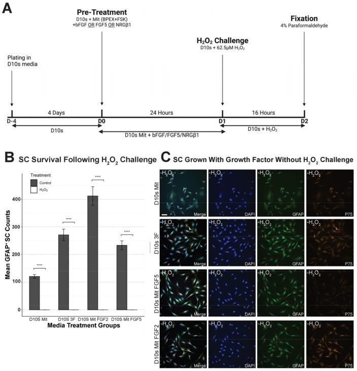 https://cdn.ncbi.nlm.nih.gov/pmc/blobs/e0e0/11940984/969f593c6e59/cells-14-00461-g002.jpg