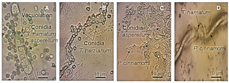 https://cdn.ncbi.nlm.nih.gov/pmc/blobs/e0e0/7569818/2b2c1e7df591/plants-09-01220-g005.jpg