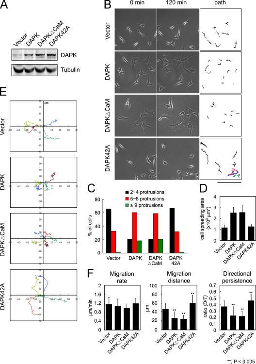https://cdn.ncbi.nlm.nih.gov/pmc/blobs/e0e3/2063680/a006702ad6d4/jcb1720619f01.jpg