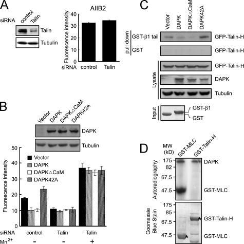 https://cdn.ncbi.nlm.nih.gov/pmc/blobs/e0e3/2063680/c6834d7029c2/jcb1720619f06.jpg