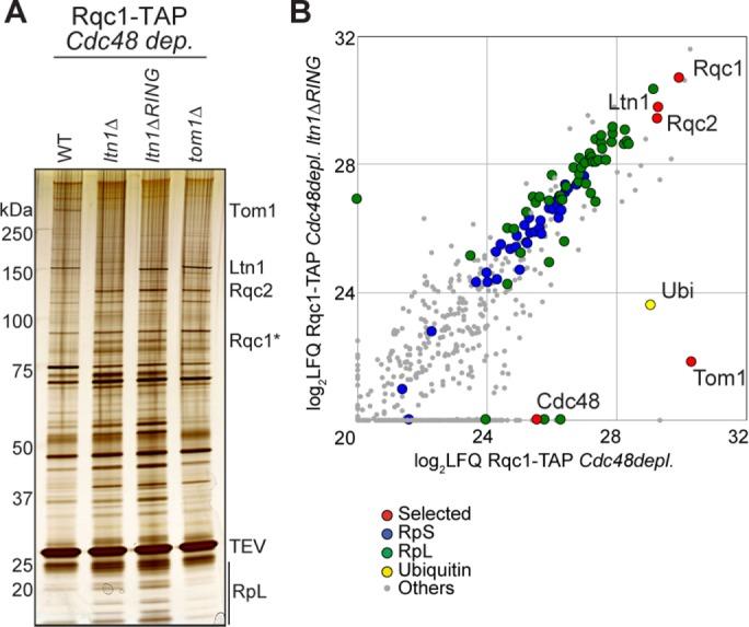 https://cdn.ncbi.nlm.nih.gov/pmc/blobs/e0e6/5415013/0d251090d56d/1165fig6.jpg