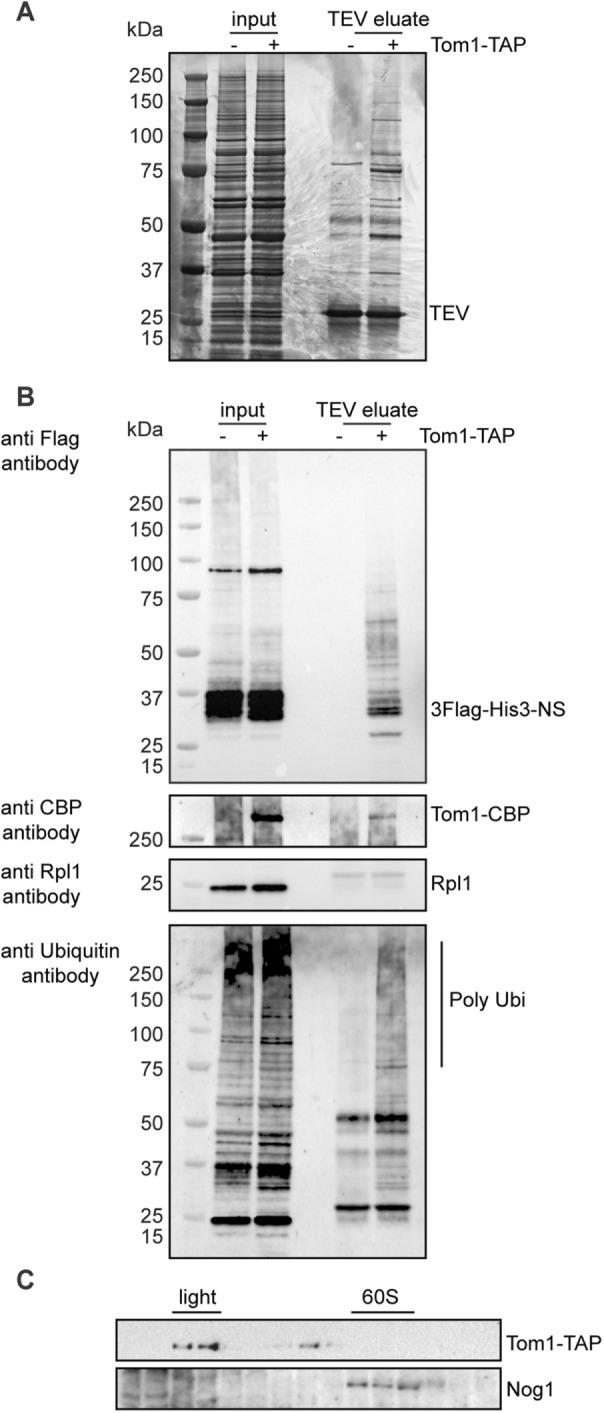 https://cdn.ncbi.nlm.nih.gov/pmc/blobs/e0e6/5415013/58078562e73e/1165fig7.jpg