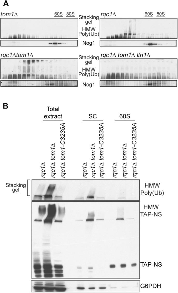 https://cdn.ncbi.nlm.nih.gov/pmc/blobs/e0e6/5415013/99250540f848/1165fig10.jpg