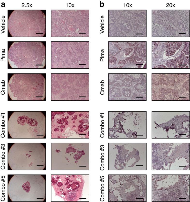 https://cdn.ncbi.nlm.nih.gov/pmc/blobs/e0ed/4595628/f43e825fb26c/ncomms9305-f5.jpg