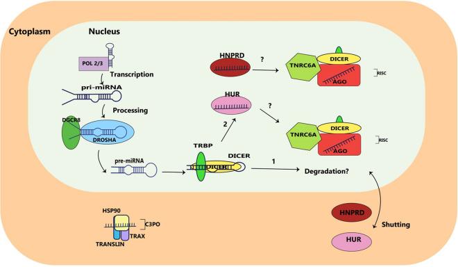 https://cdn.ncbi.nlm.nih.gov/pmc/blobs/e0ee/11153289/1aa48516fca2/10565_2024_9884_Fig3_HTML.jpg