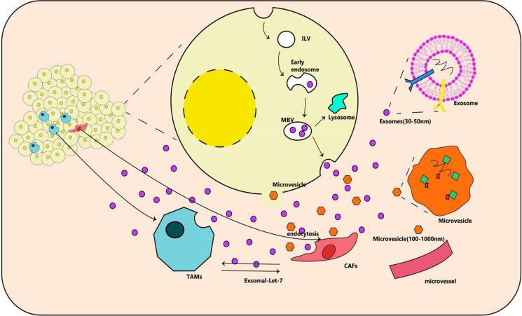 https://cdn.ncbi.nlm.nih.gov/pmc/blobs/e0ee/11153289/9975946caa8f/10565_2024_9884_Fig6_HTML.jpg