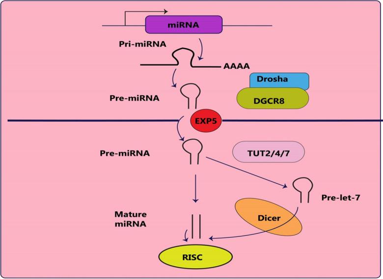 https://cdn.ncbi.nlm.nih.gov/pmc/blobs/e0ee/11153289/d16d8d8c122b/10565_2024_9884_Fig1_HTML.jpg