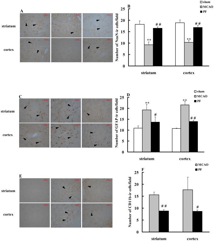 https://cdn.ncbi.nlm.nih.gov/pmc/blobs/e0ef/3498223/f97436d8e237/pone.0049701.g002.jpg