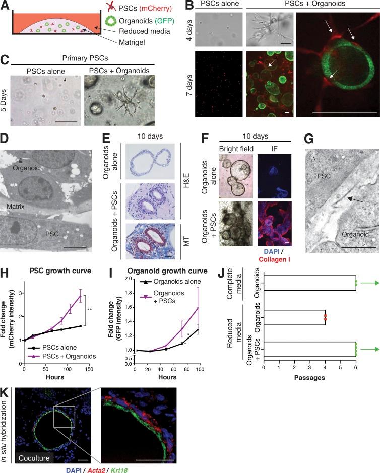 https://cdn.ncbi.nlm.nih.gov/pmc/blobs/e0f3/5339682/ef6a6da14e22/JEM_20162024_Fig2.jpg