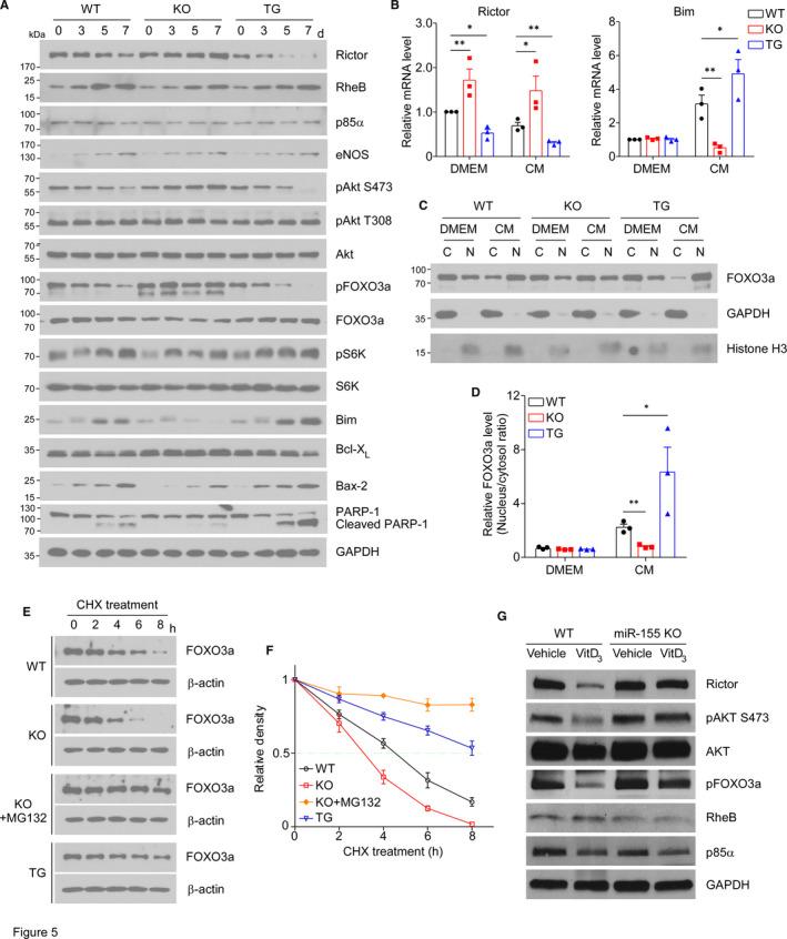 https://cdn.ncbi.nlm.nih.gov/pmc/blobs/e0f3/7810936/05f4a60ab83e/JCMM-25-535-g005.jpg