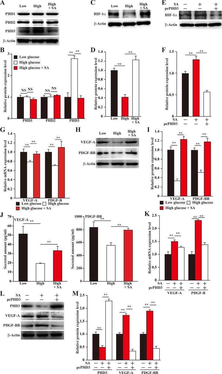 https://cdn.ncbi.nlm.nih.gov/pmc/blobs/e0fe/5722555/e6586679f3c6/oncotarget-08-97187-g002.jpg