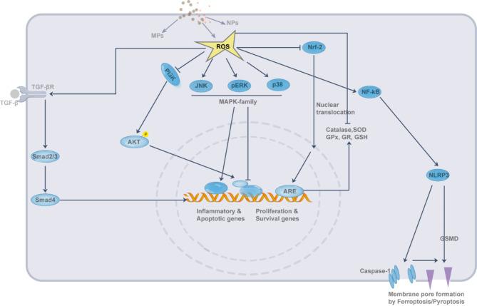 https://cdn.ncbi.nlm.nih.gov/pmc/blobs/e103/11761189/c720bc5e2459/12943_2025_2230_Fig3_HTML.jpg