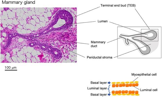 https://cdn.ncbi.nlm.nih.gov/pmc/blobs/e106/10036108/d6efdd8dc909/rrad002f3.jpg