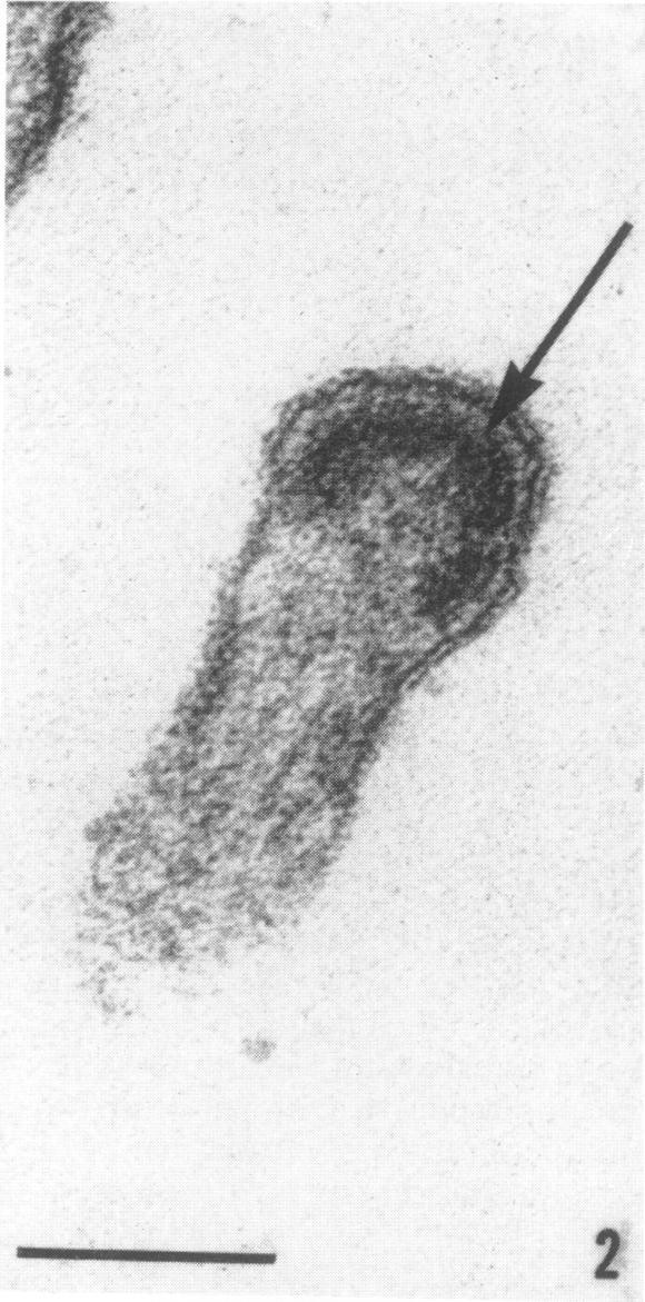 https://cdn.ncbi.nlm.nih.gov/pmc/blobs/e107/375605/d998523a6c0e/jvirol00315-0068-b.jpg