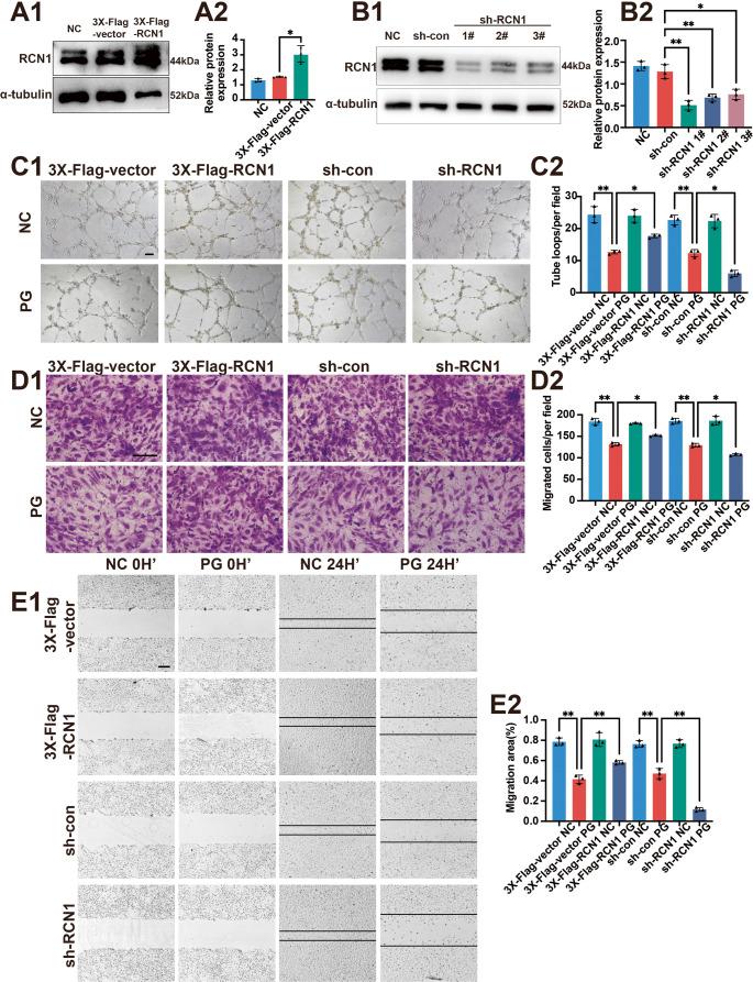https://cdn.ncbi.nlm.nih.gov/pmc/blobs/e10a/12378791/73aa13afd25c/18_2025_5814_Fig2_HTML.jpg