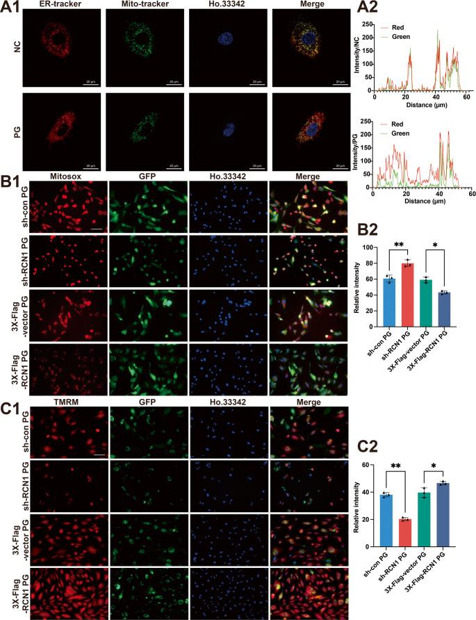 https://cdn.ncbi.nlm.nih.gov/pmc/blobs/e10a/12378791/a42184b164dc/18_2025_5814_Fig6_HTML.jpg