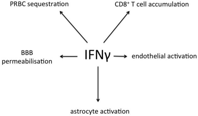 https://cdn.ncbi.nlm.nih.gov/pmc/blobs/e10f/4133756/8fd4092a3e2a/fcimb-04-00113-g0007.jpg