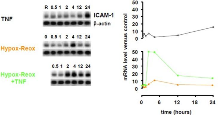 https://cdn.ncbi.nlm.nih.gov/pmc/blobs/e10f/4133756/b5f8f1b5b4e1/fcimb-04-00113-g0005.jpg