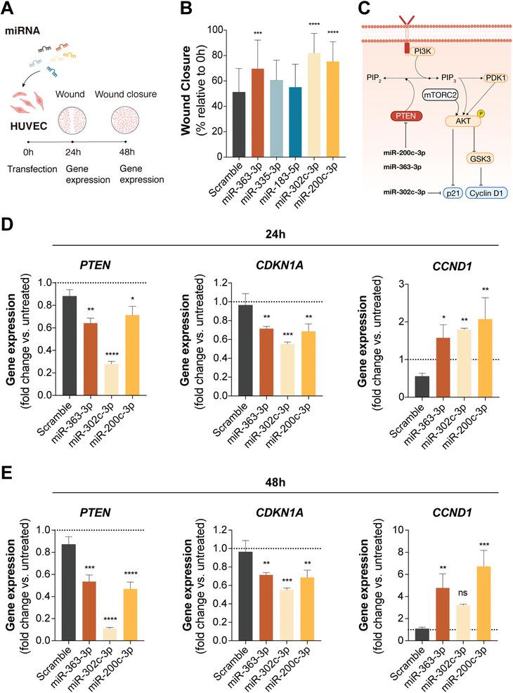 https://cdn.ncbi.nlm.nih.gov/pmc/blobs/e110/9130911/433e113359e0/ADVS-9-2104296-g004.jpg