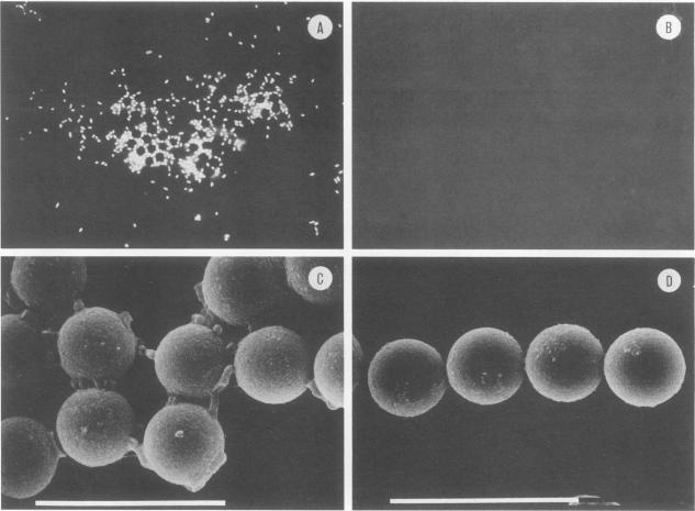https://cdn.ncbi.nlm.nih.gov/pmc/blobs/e111/266949/2cd2573b6770/jcm00084-0122-a.jpg