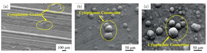 https://cdn.ncbi.nlm.nih.gov/pmc/blobs/e118/11901195/522529deeb05/materials-18-01087-g006.jpg