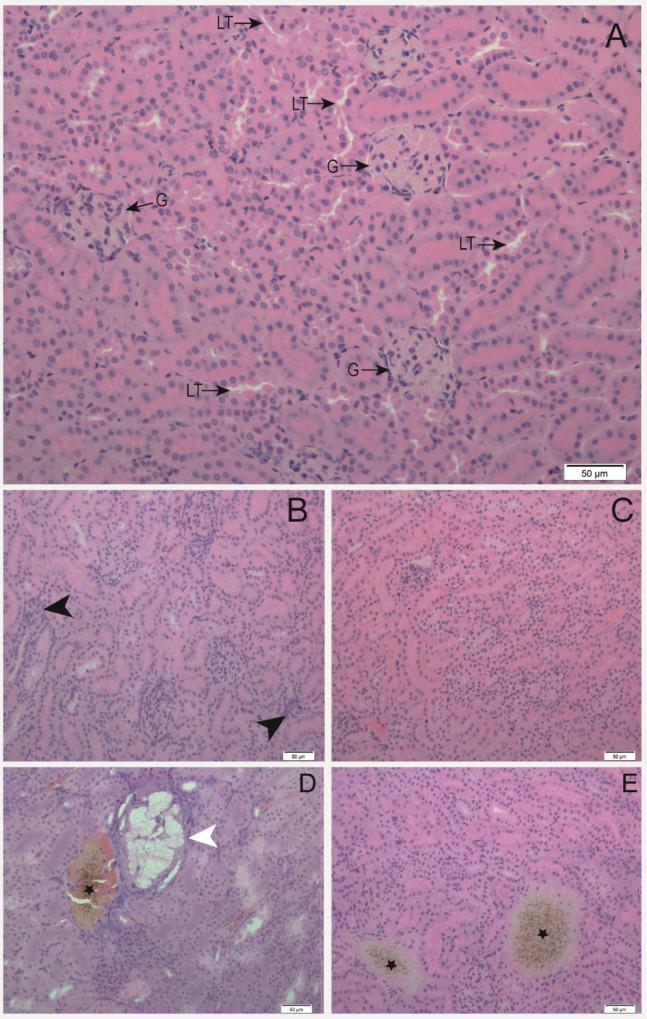 https://cdn.ncbi.nlm.nih.gov/pmc/blobs/e118/12096224/2167dbb987d9/ao5c00991_0002.jpg