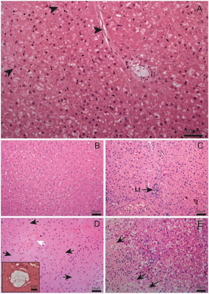 https://cdn.ncbi.nlm.nih.gov/pmc/blobs/e118/12096224/dd31d349ee3a/ao5c00991_0001.jpg