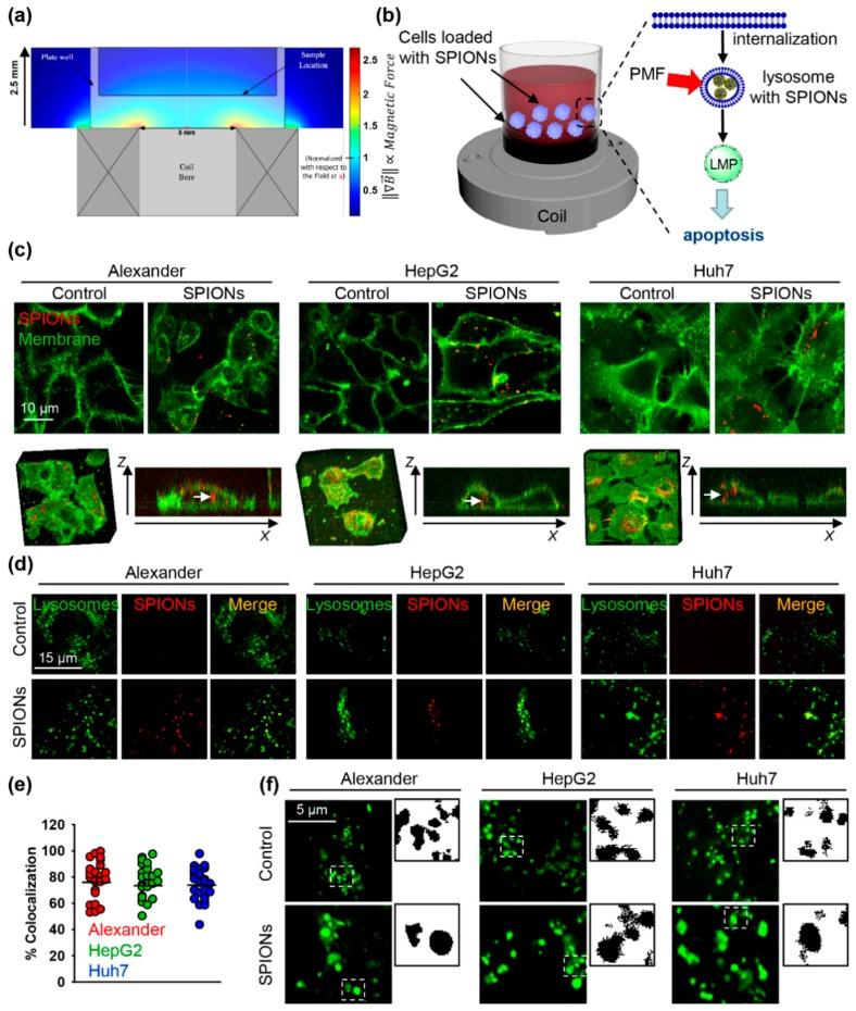 https://cdn.ncbi.nlm.nih.gov/pmc/blobs/e119/6966689/645c0bd8db90/cancers-11-01873-g001.jpg