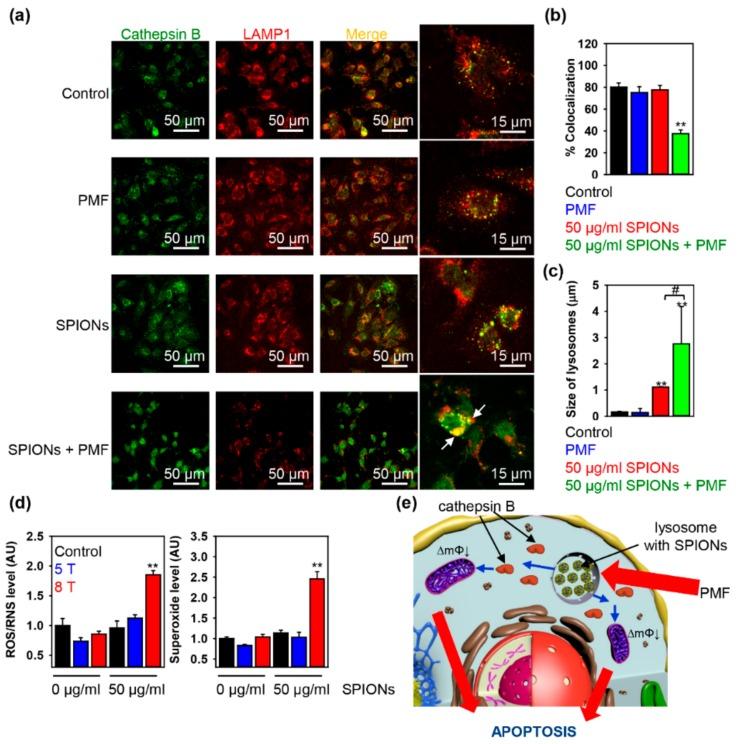 https://cdn.ncbi.nlm.nih.gov/pmc/blobs/e119/6966689/805883afd059/cancers-11-01873-g004.jpg