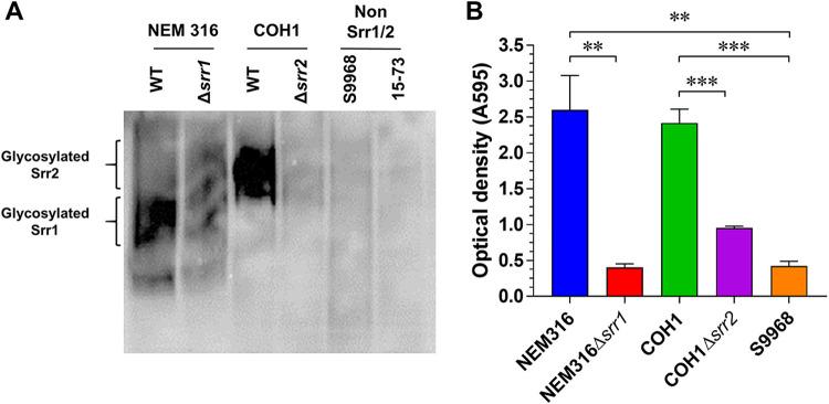 https://cdn.ncbi.nlm.nih.gov/pmc/blobs/e119/8386385/908ecb5dad32/msphere.00543-21-f001.jpg