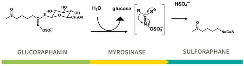 https://cdn.ncbi.nlm.nih.gov/pmc/blobs/e11d/12030691/3ee9adb7910c/nutrients-17-01353-g002.jpg