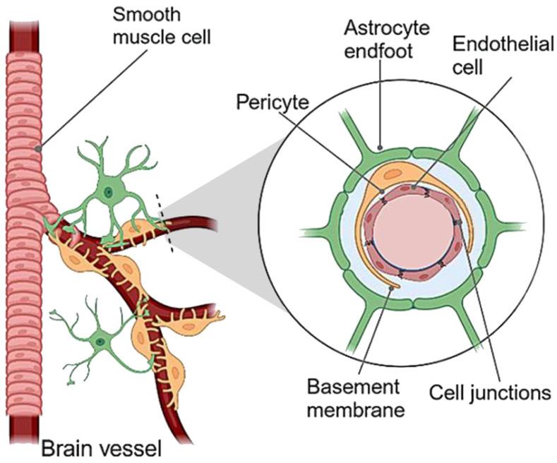 https://cdn.ncbi.nlm.nih.gov/pmc/blobs/e11d/12030691/47a85137f3e7/nutrients-17-01353-g004.jpg