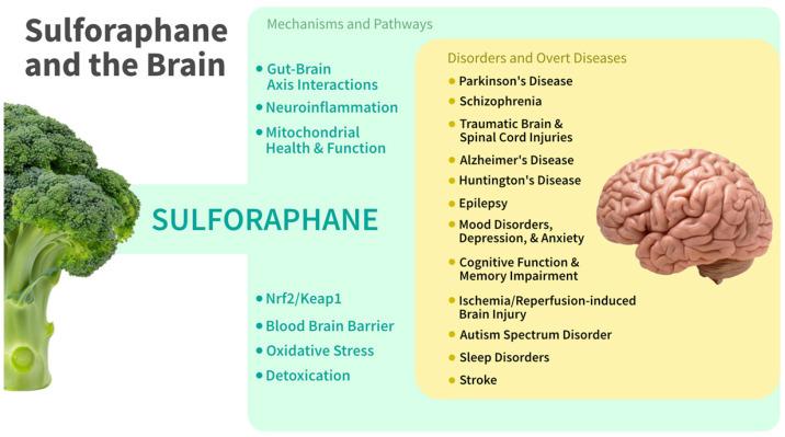 https://cdn.ncbi.nlm.nih.gov/pmc/blobs/e11d/12030691/66b35ea56b89/nutrients-17-01353-g003.jpg